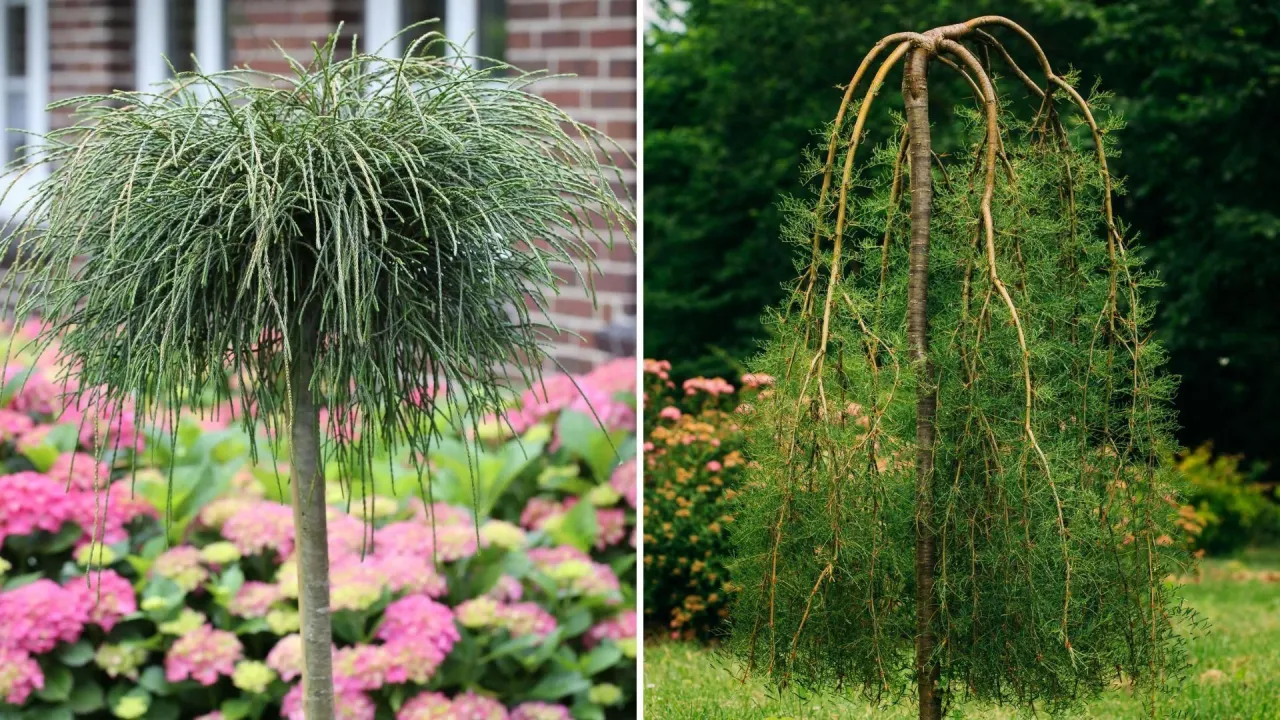 Zdjęcie Jakie drzewka na balkon całoroczne - zielona oaza w zimie