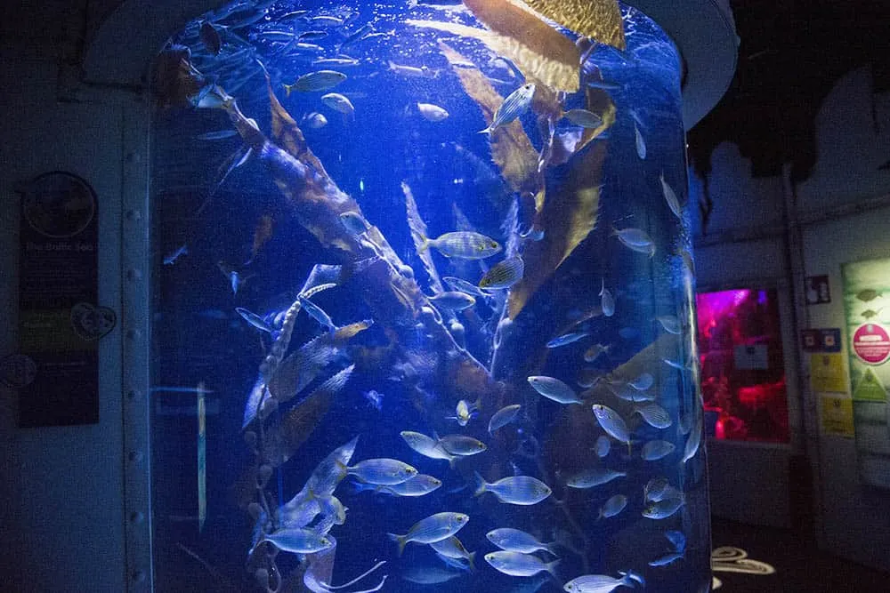 Zdjęcie AquaDom oceanarium Berlin - odkryj największe akwarium w Europie