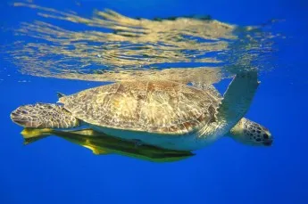 Zdjęcie Oceanarium lubelskie - odkryj sekretne atrakcje i godziny otwarcia