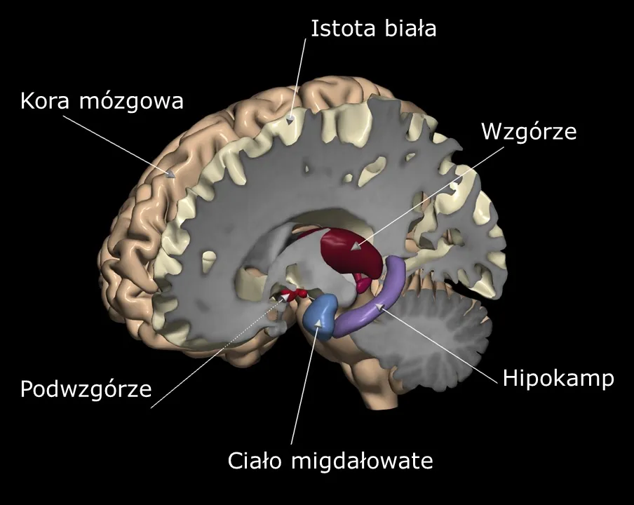 Zdjęcie Jak ćwiczyć hipokamp, aby poprawić pamięć i zdrowie mózgu