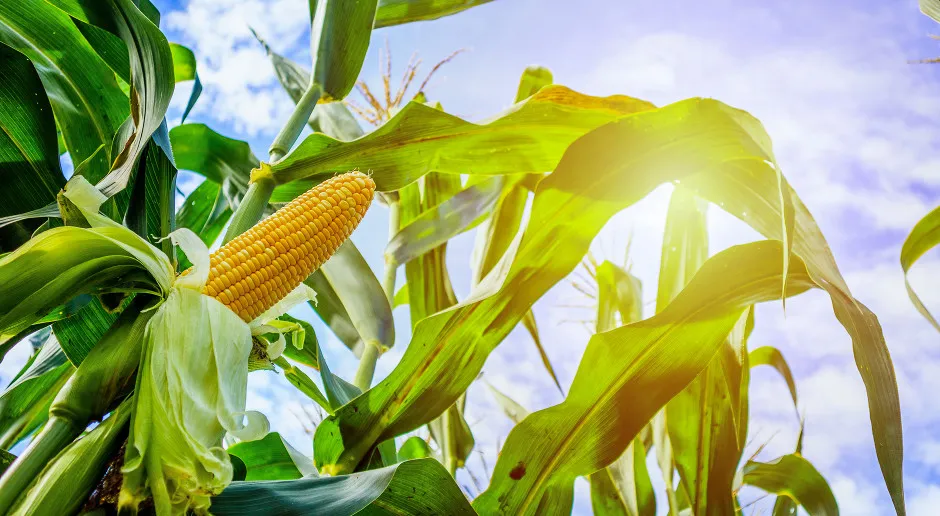 Zdjęcie Najbardziej plenne odmiany kukurydzy: Lista sprawdzonych rozwiązań 2025