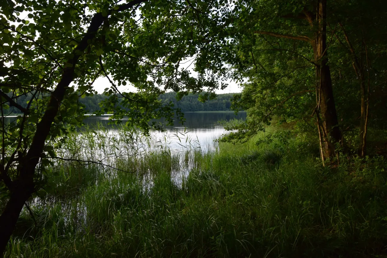 Zdjęcie Rezerwat przyrody Łężczok: Urokliwe miejsce pełne dzikiej przyrody