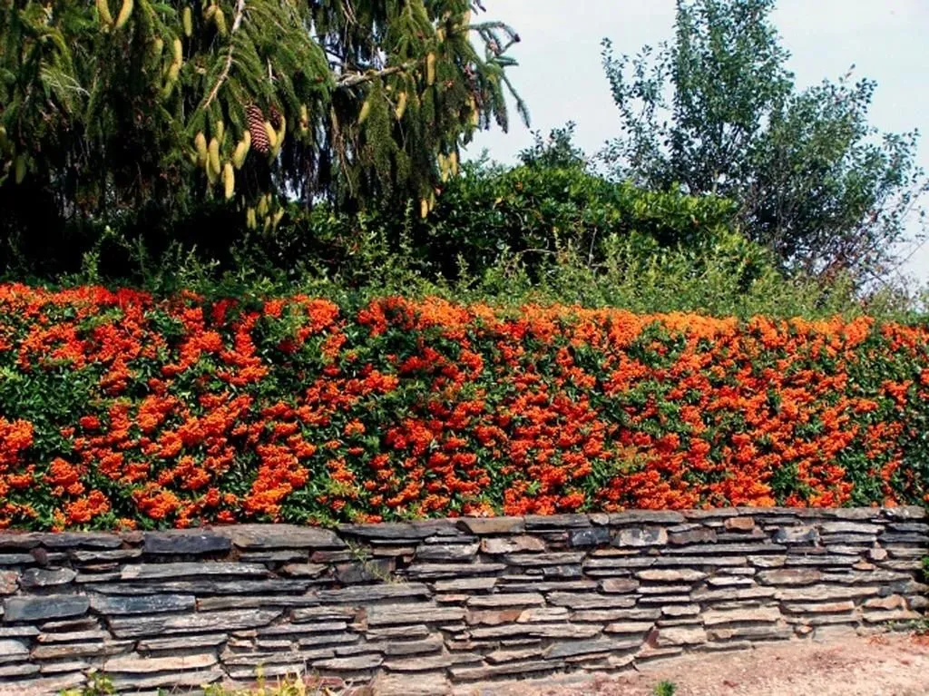 Zdjęcie Jak gęsto sadzić ognik szkarłatny, by uzyskać piękny żywopłot?