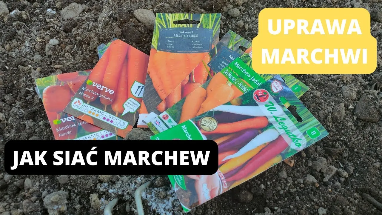 Zdjęcie Kiedy sieje się marchew? Odkryj najlepsze terminy i porady uprawowe