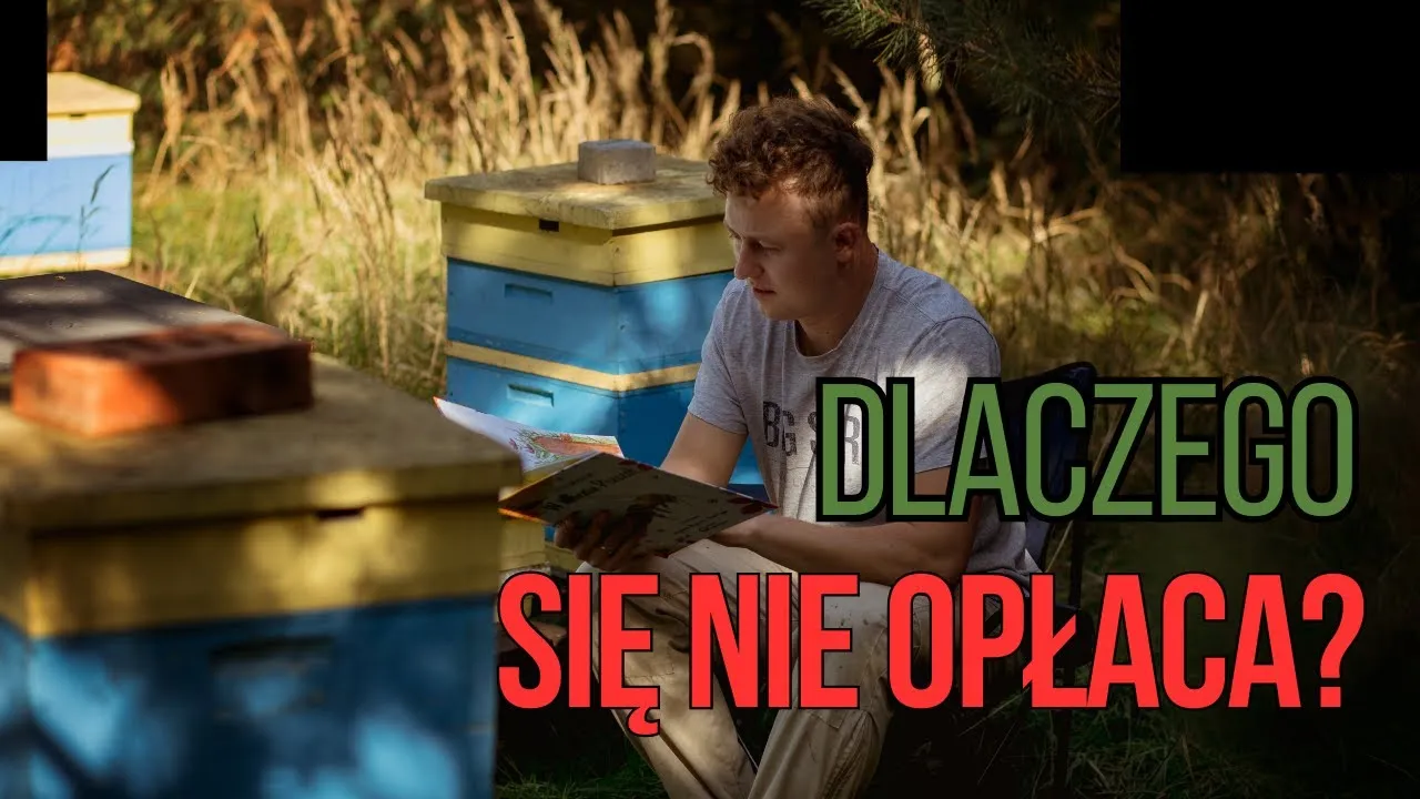 Zdjęcie Hodowla pszczół ile można zarobić? Sprawdź, co wpływa na zyski