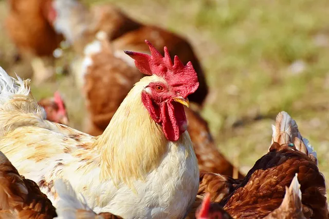 Zdjęcie Czy pies może jeść żołądki drobiowe? Korzyści i zagrożenia