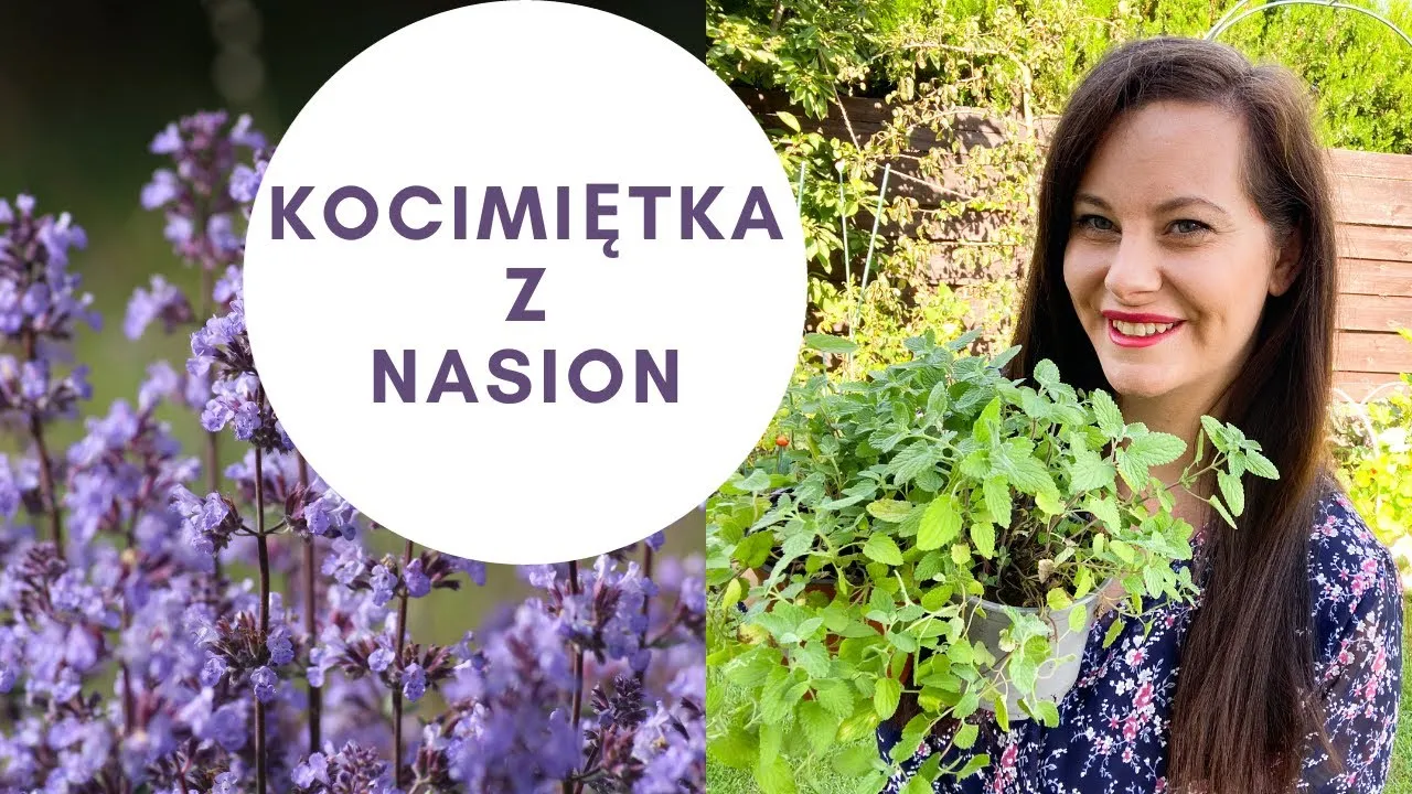 Zdjęcie Kocimiętka nasiona kiedy siać? Oto najlepsze terminy siewu