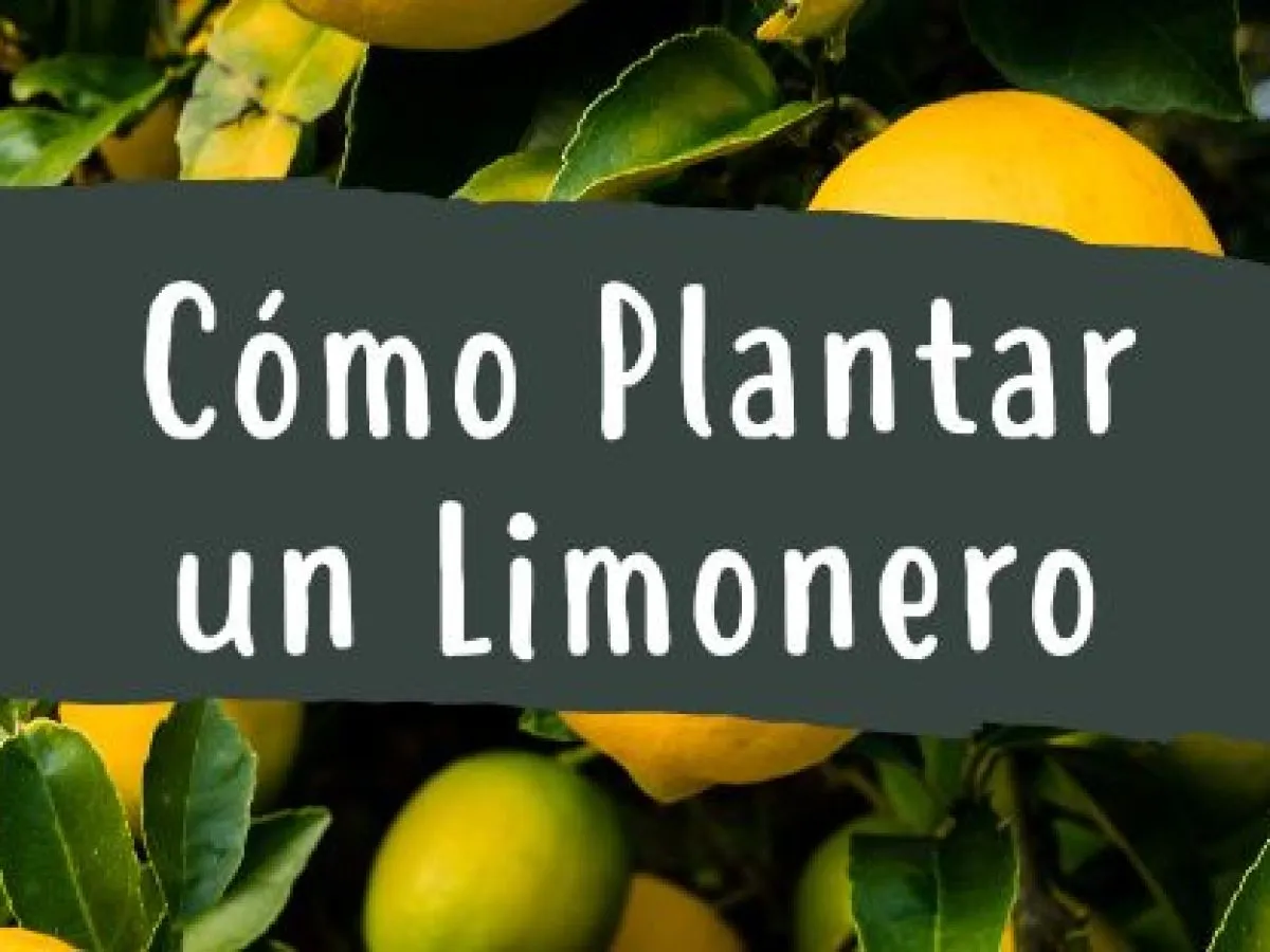 Zdjęcie Cuándo se planta un limonero: evita errores comunes y crece sano
