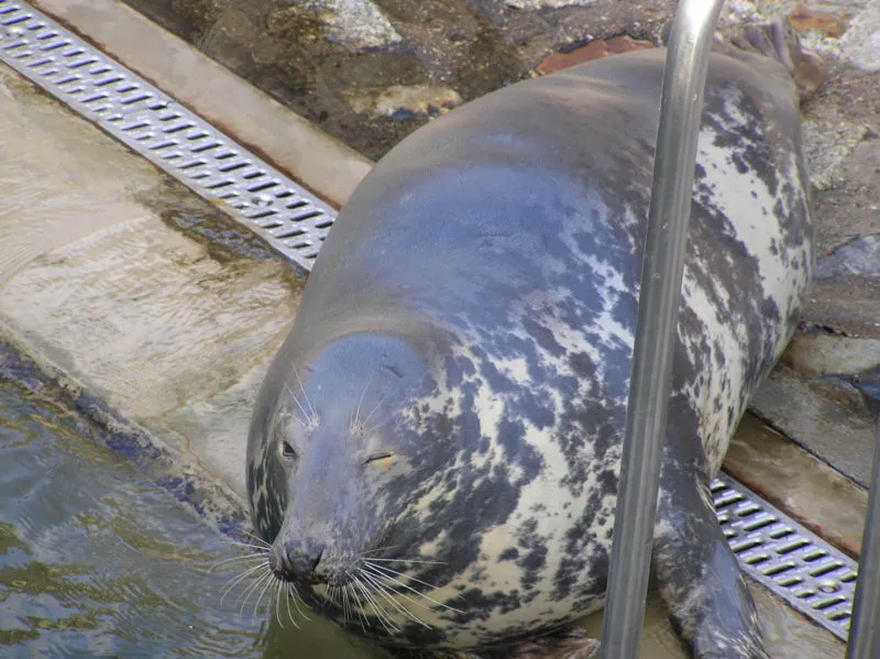 Zdjęcie Fokarium Hel – dlaczego nie można wprowadzać psów i co z nimi robić?