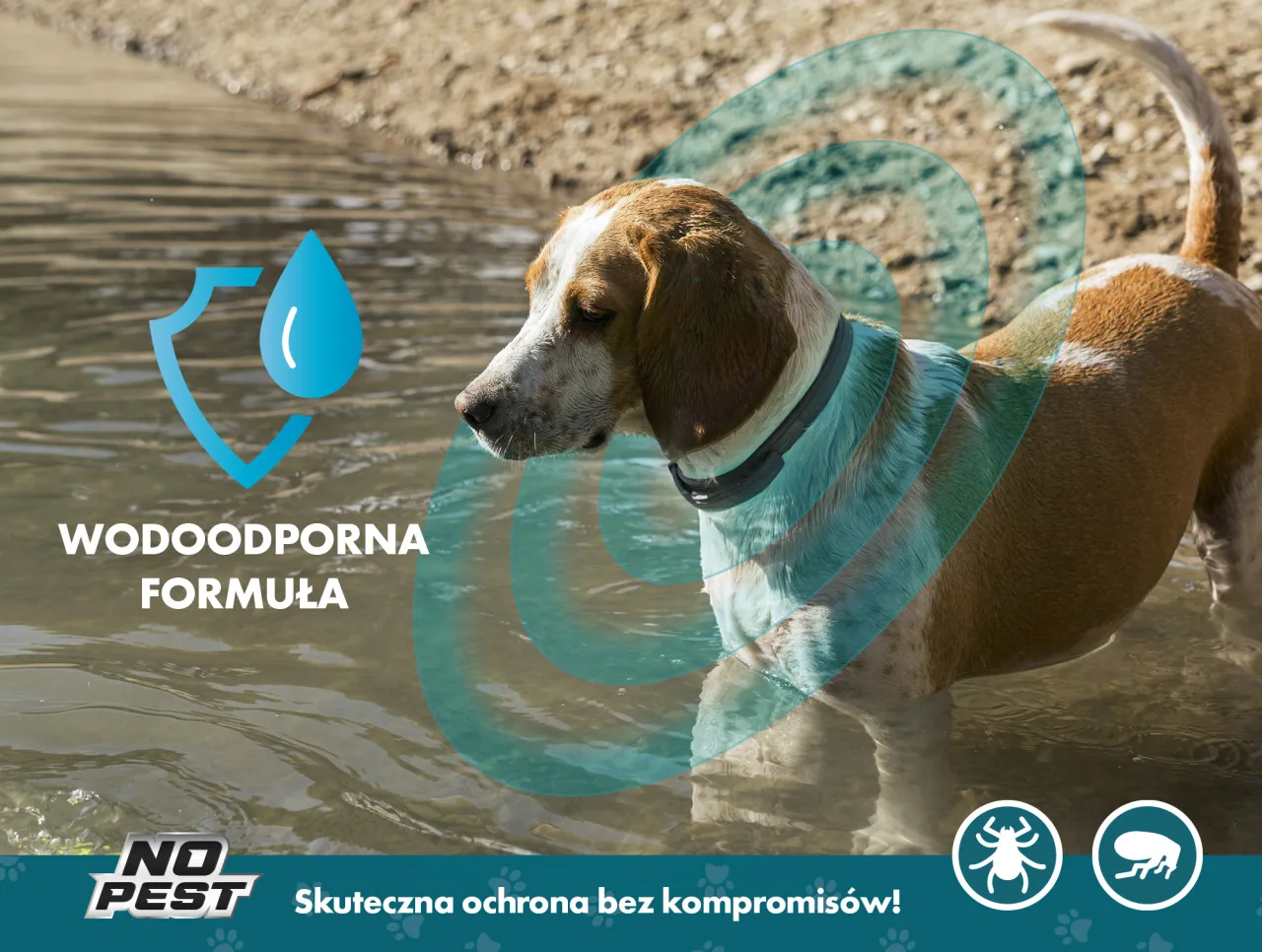 Zdjęcie Obroża na kleszcze dla szczeniaka od kiedy? Bezpieczne początki ochrony