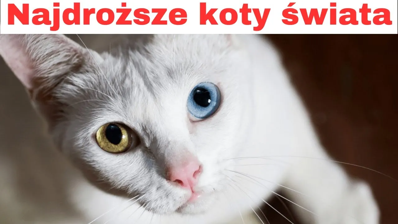 Zdjęcie Co ile kotka ma ruje? Poznaj częstotliwość i sekrety rui