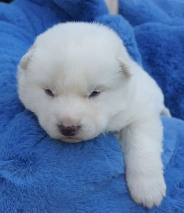 Zdjęcie Ile kosztuje husky syberyjski? Poznaj ceny w różnych miastach Polski