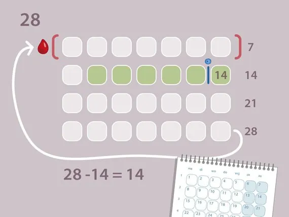 Zdjęcie Czy przed miesiączką są dni płodne? Sprawdź ryzyko ciąży i owulacji