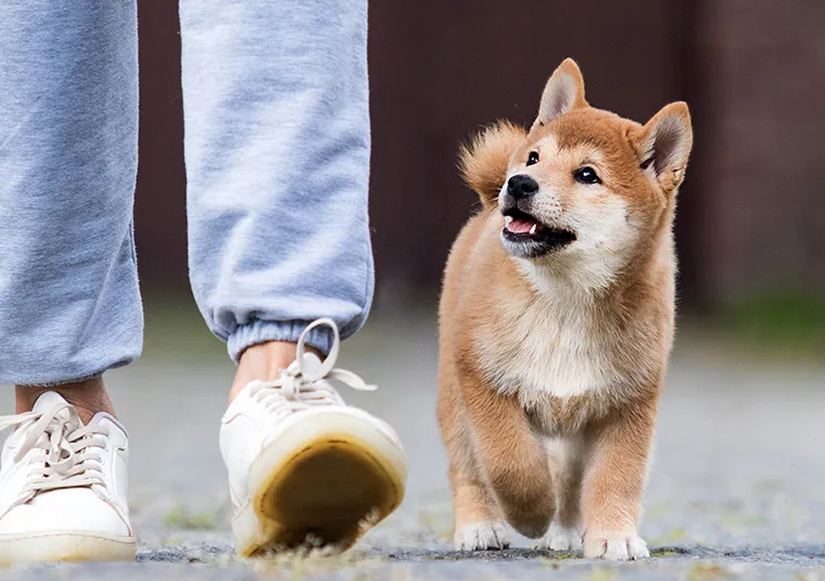 Zdjęcie Jak często wyprowadzać szczeniaka? Harmonogram i kluczowe zasady
