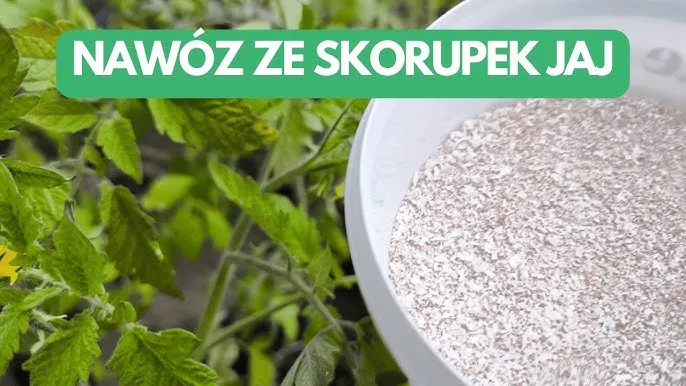 Zdjęcie Jak zrobić nawóz ze skorupek jaj i poprawić zdrowie roślin