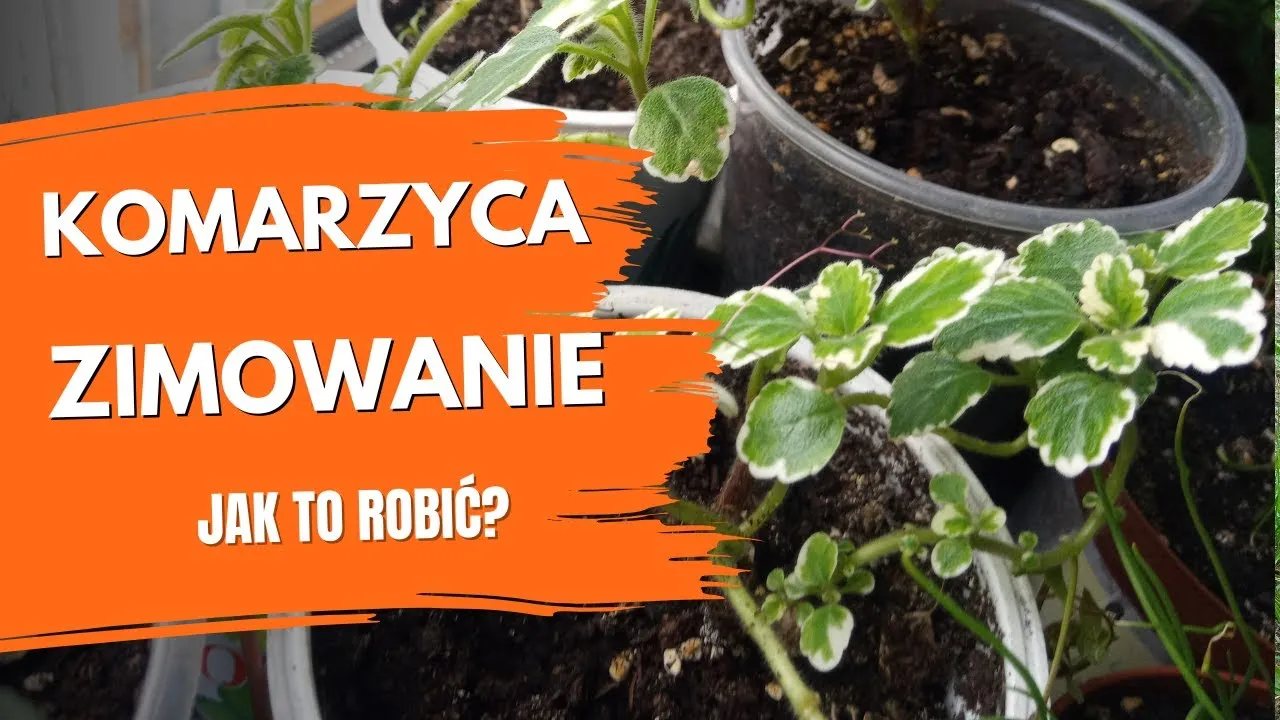 Zdjęcie Komarzyca czy zimuje? Jak uniknąć jej obumarcia zimą