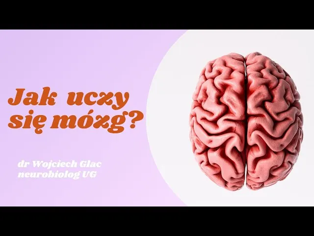 Zdjęcie Jak uczy się mózg? Odkryj sekrety efektywnego uczenia się