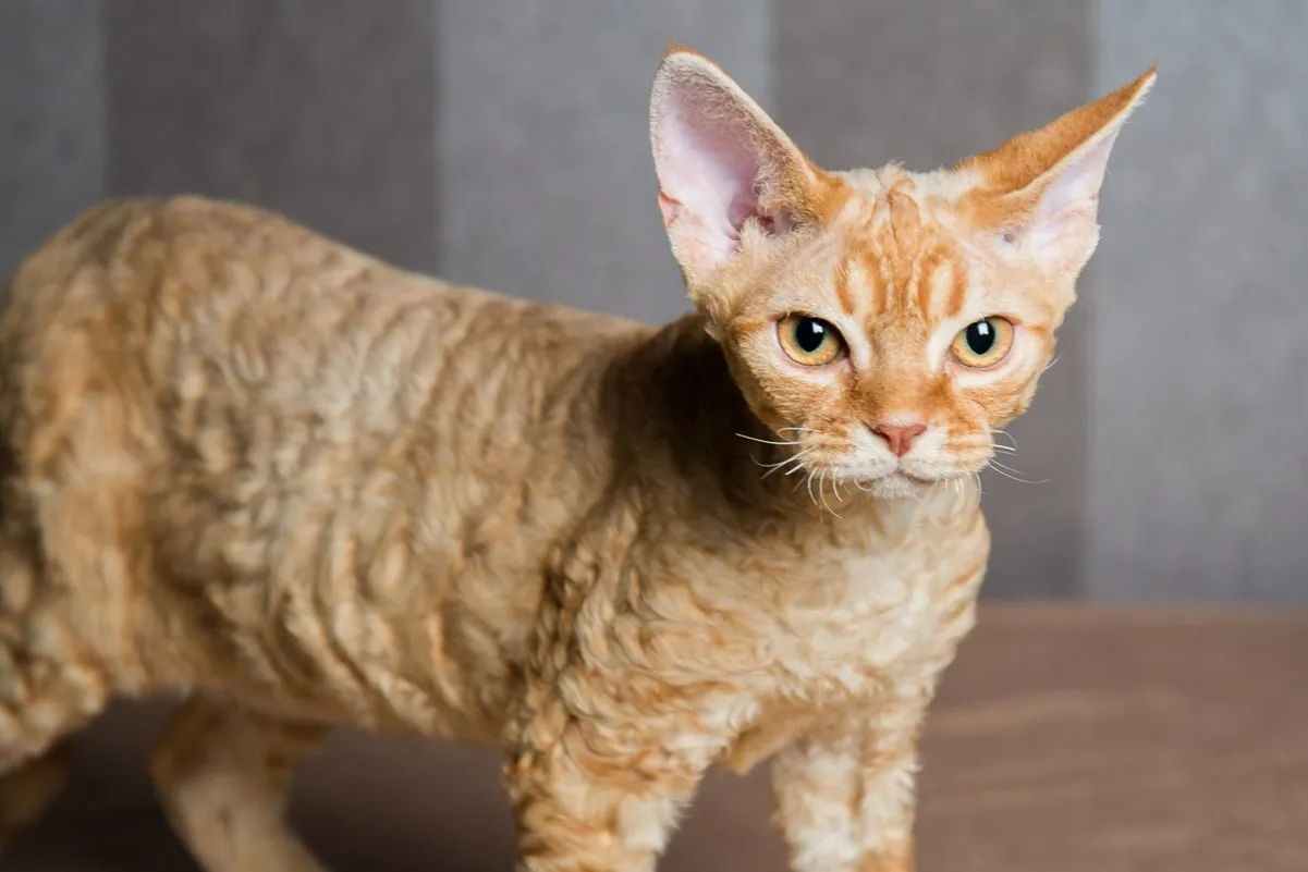 Zdjęcie Choroby skóry u Devon Rex: objawy, przyczyny i skuteczne leczenie