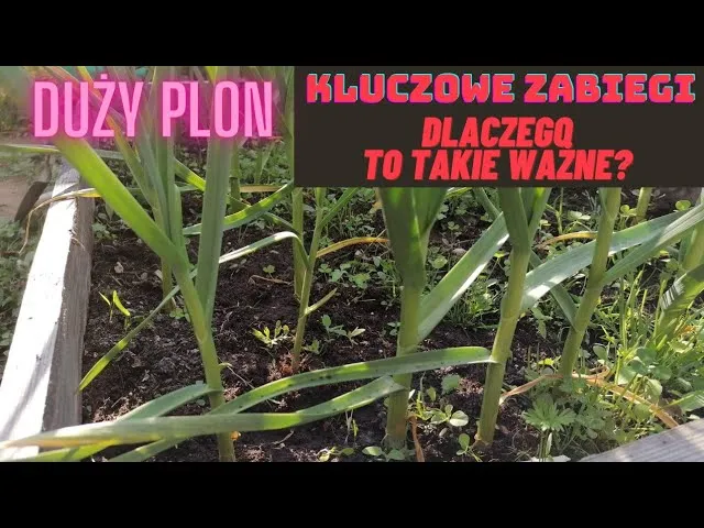 Zdjęcie Jak prawidłowo podlewać czosnek: sekrety udanej uprawy