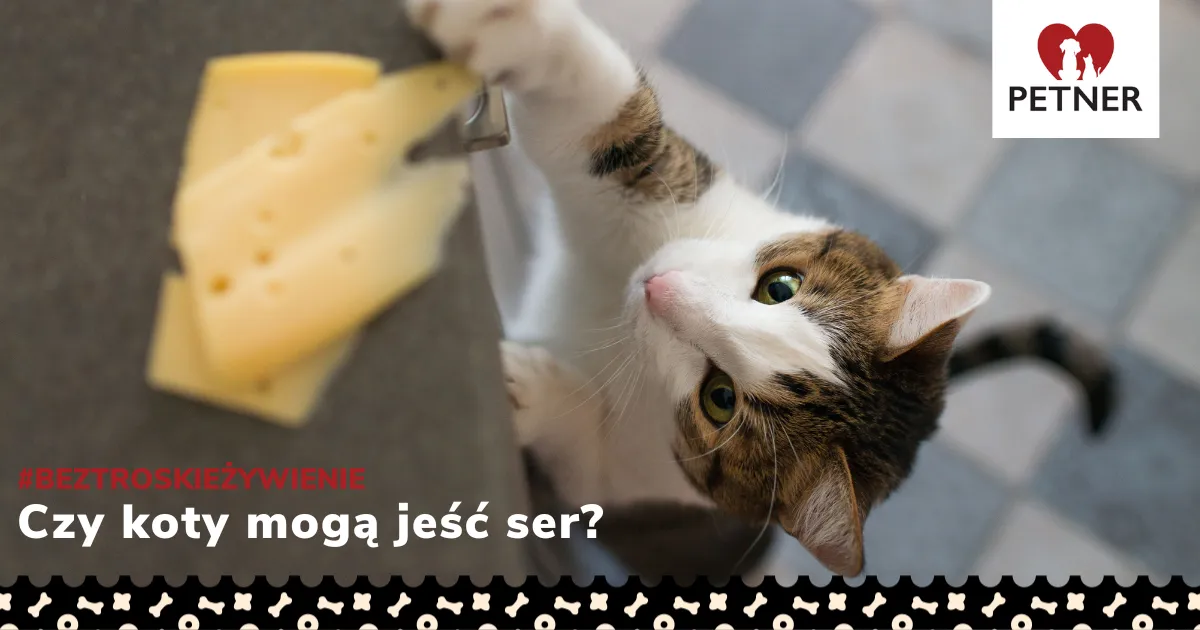 Zdjęcie Czy koty mogą jeść ser? Dowiedz się, co może im zaszkodzić