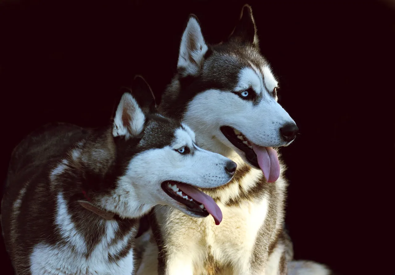 Zdjęcie Ile dziennie je husky? Odkryj idealną dawkę karmy dla psa