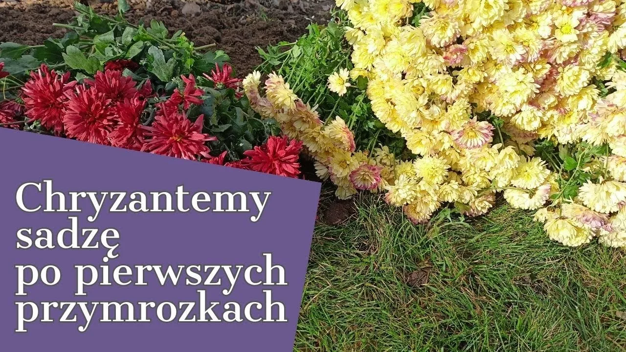 Zdjęcie Kiedy sadzić chryzantemy do gruntu, aby uniknąć przymrozków?