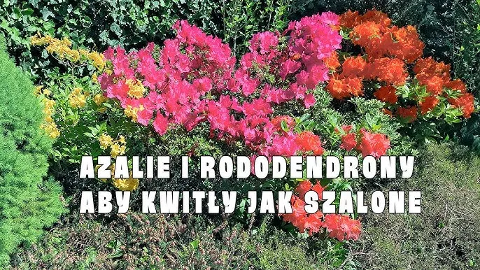 Zdjęcie Kiedy sadzić azalie i rododendrony, aby uniknąć błędów w ogrodzie?