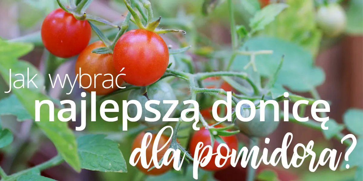 Zdjęcie Jaką donicę do pomidorów wybrać, aby uniknąć problemów w uprawie?