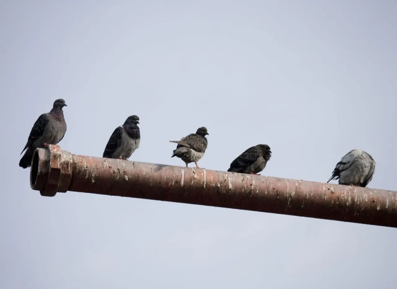 Zdjęcie Jak wyczyścić balkon po gołębiach i uniknąć nieprzyjemnych zapachów