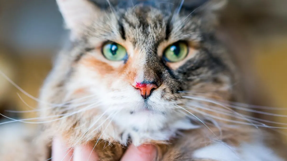 Zdjęcie ¿Por qué a mi gato le gotea la nariz cuando ronronea? Causas y soluciones