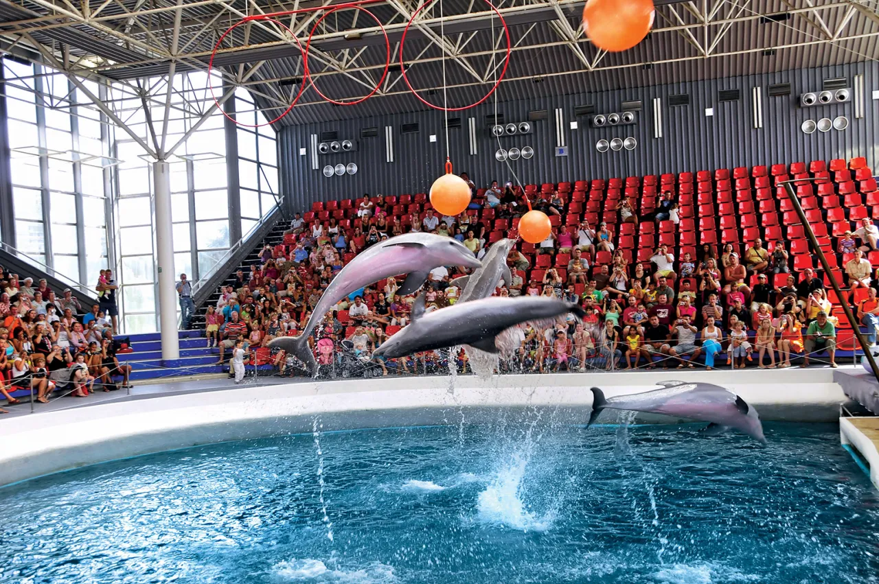 Zdjęcie Gdzie można pływać z delfinami w Polsce? Odkryj alternatywy i fakty