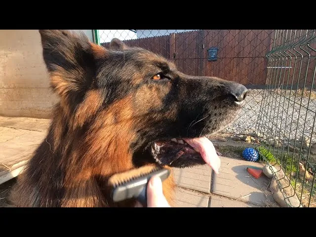 Zdjęcie Czym czesać owczarka niemieckiego długowłosego, by uniknąć kołtunów?