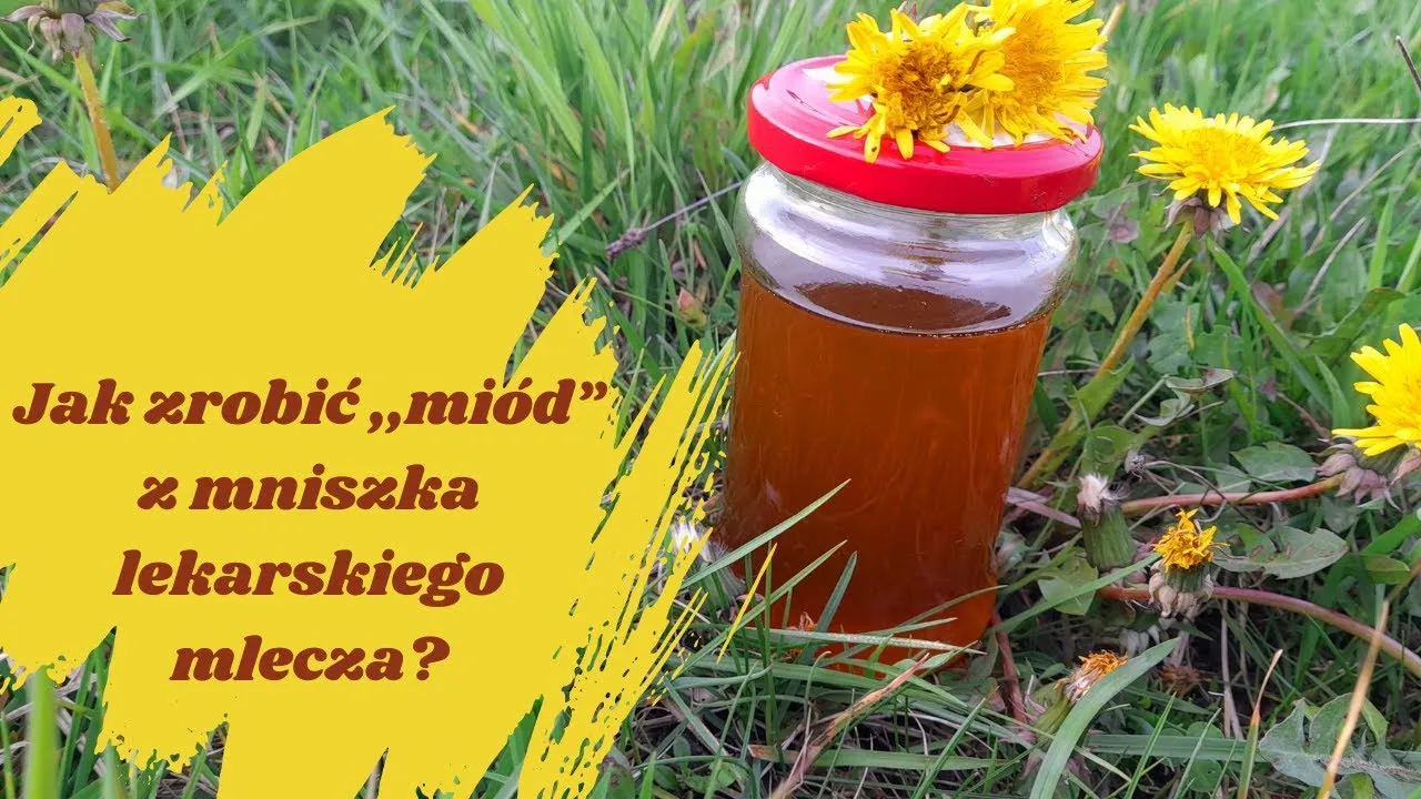 Zdjęcie Jak zrobić miód z mniszka – prosty przepis na zdrowy smakołyk