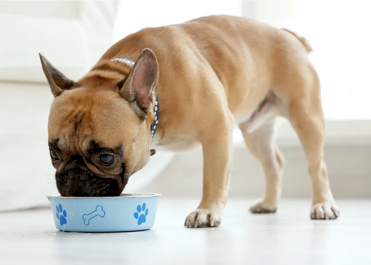 Zdjęcie Ziemniaki dla psa: Czy można podawać? Bezpieczne gotowanie i dawkowanie