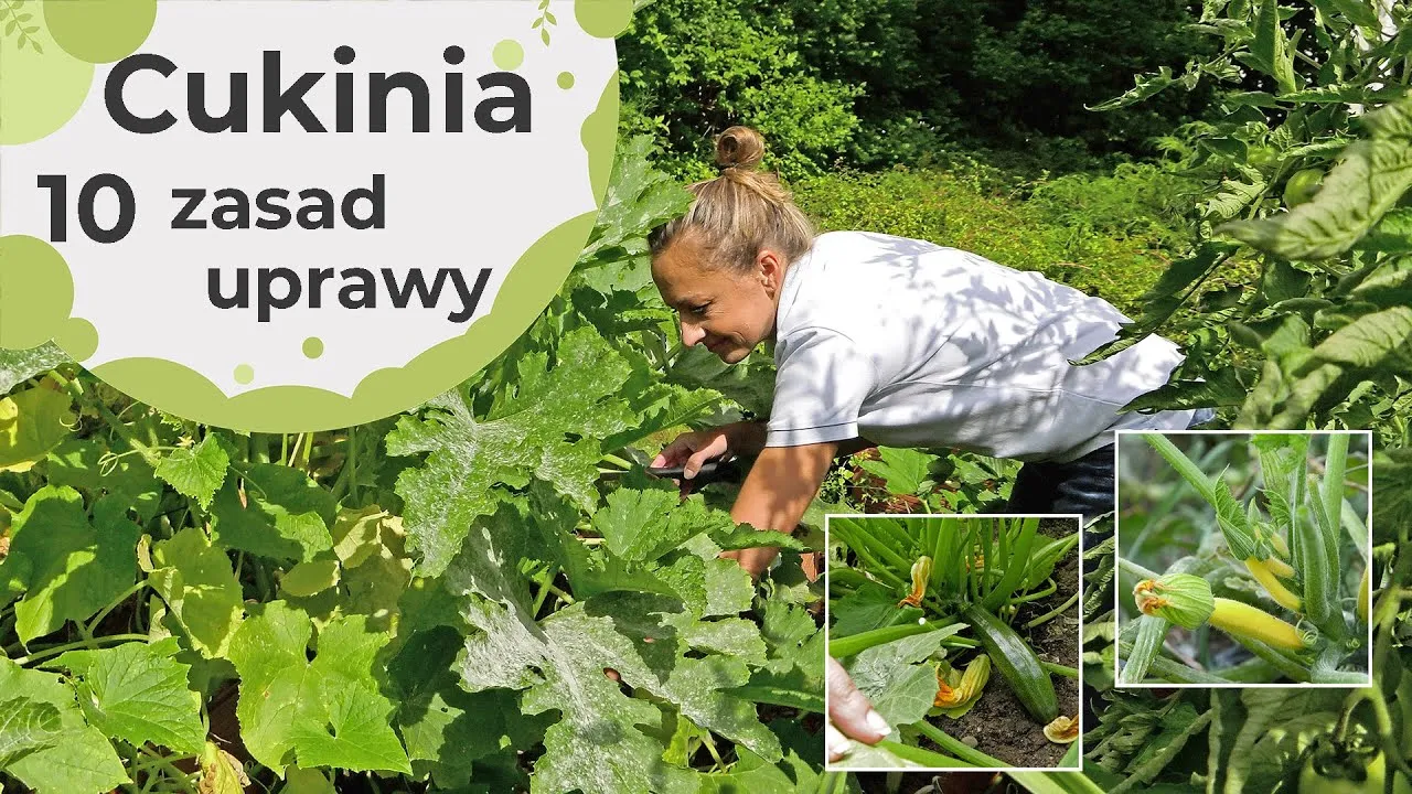 Zdjęcie Jak uprawiać cukinię: proste błędy, których warto unikać w ogrodzie