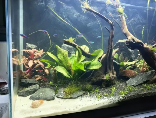 Zdjęcie Jaki żwirek do akwarium? Wybierz najlepszy dla zdrowia ryb i roślin