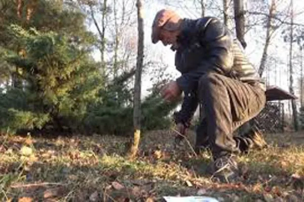 Zdjęcie Dlaczego magnolia nie kwitnie? Odkryj przyczyny i rozwiązania