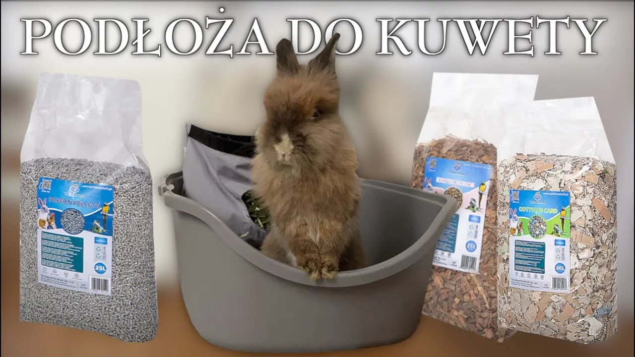 Zdjęcie Co do kuwety dla królika – jak wybrać idealny model dla pupila?