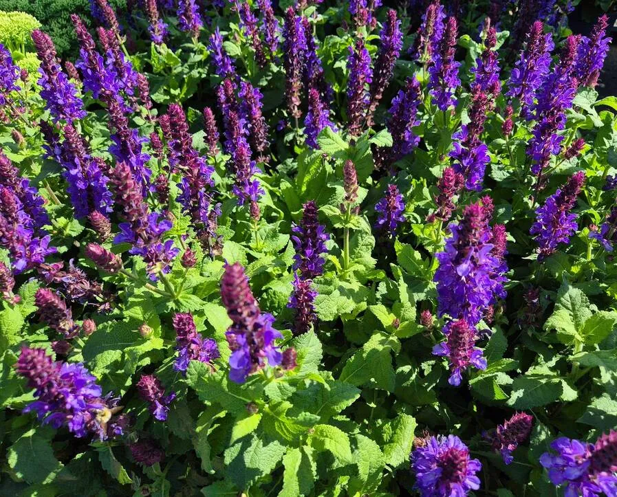 Zdjęcie Szałwia: Jak wydłużyć kwitnienie od wiosny do jesieni?