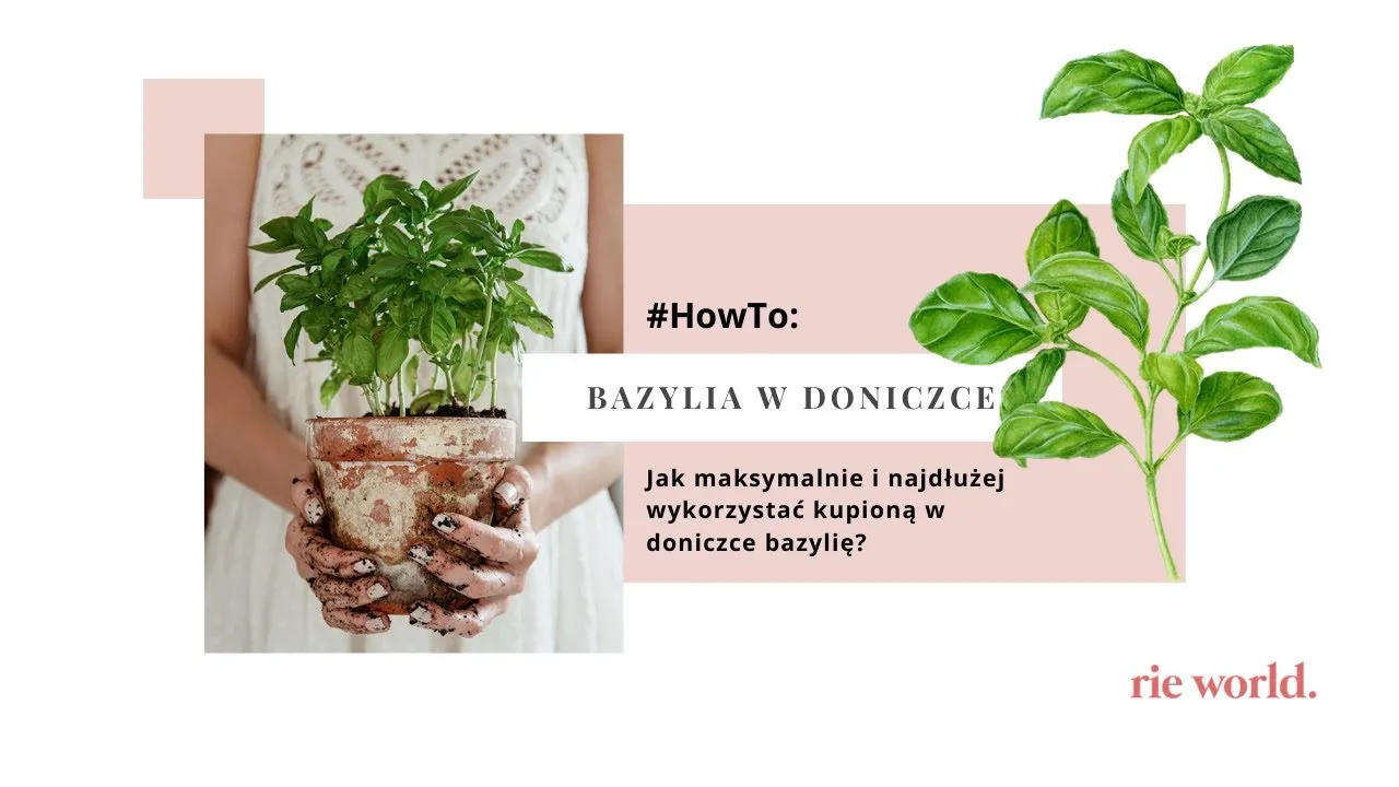 Zdjęcie Ile rośnie bazylia w doniczce? Odkryj sekrety jej wzrostu