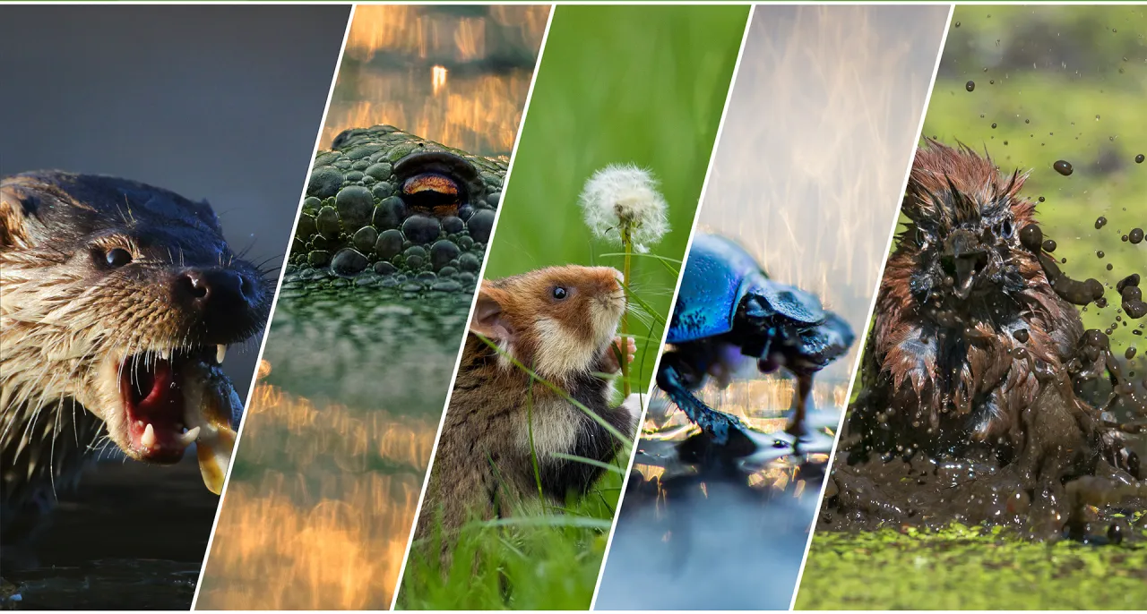 Zdjęcie Jak zostać fotografem przyrody – kluczowe kroki i umiejętności, które musisz znać