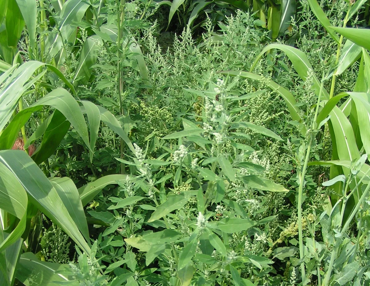 Zdjęcie Szarozielony chwast: Jak rozpoznać i zwalczyć komosę i bylicę