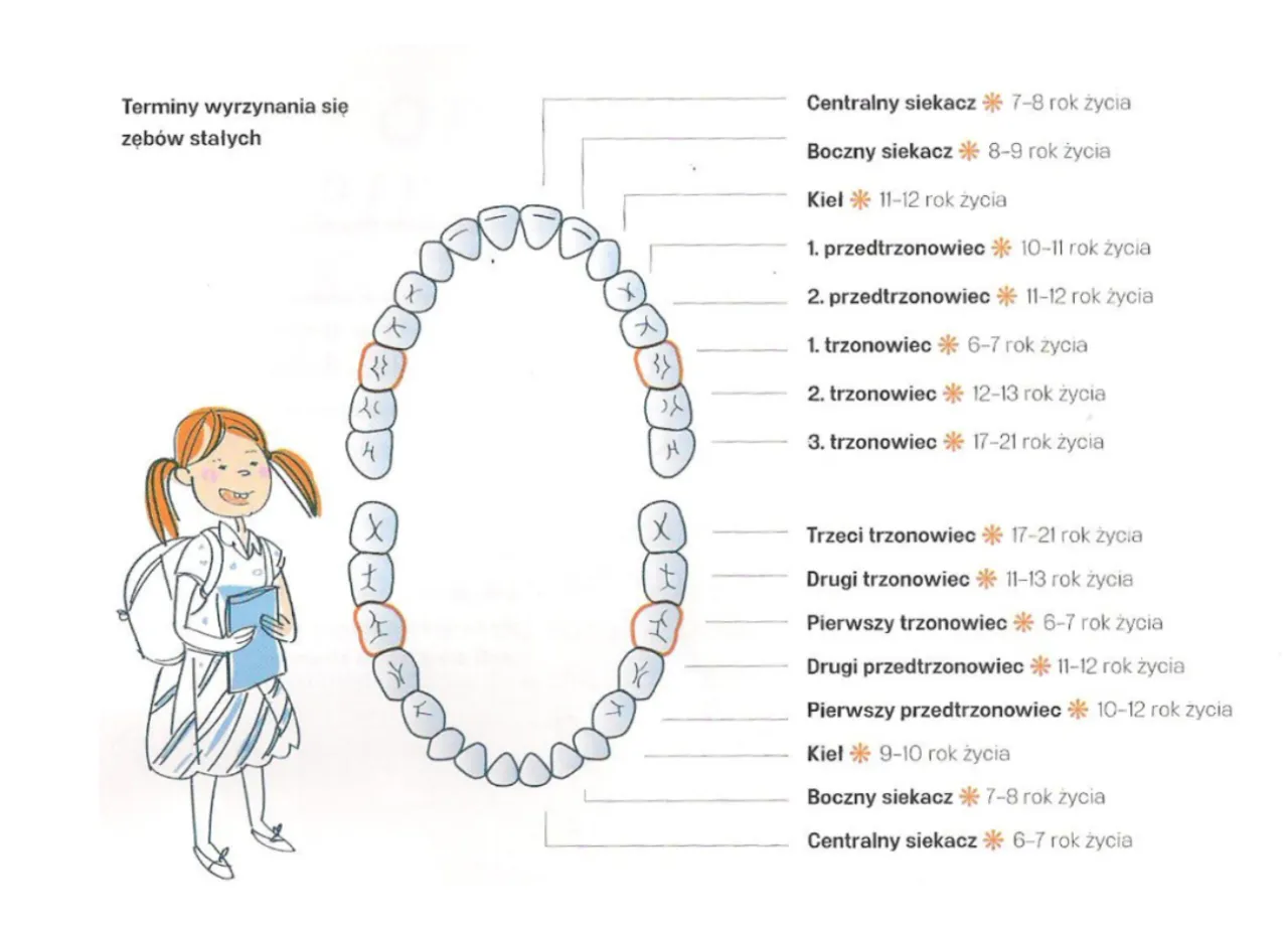 Zdjęcie Ile rośnie ząb stały? Poznaj kluczowe etapy wzrostu zębów
