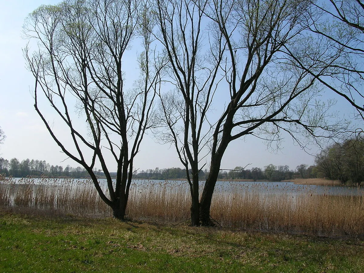 Zdjęcie Jezioro Rogowskie - najpopularniejsze miejsce wypoczynku w Wielkopolsce