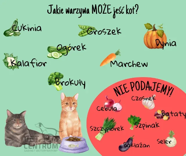 Zdjęcie Czy koty mogą jeść brokuły? Bezpieczne sposoby na zdrowe jedzenie
