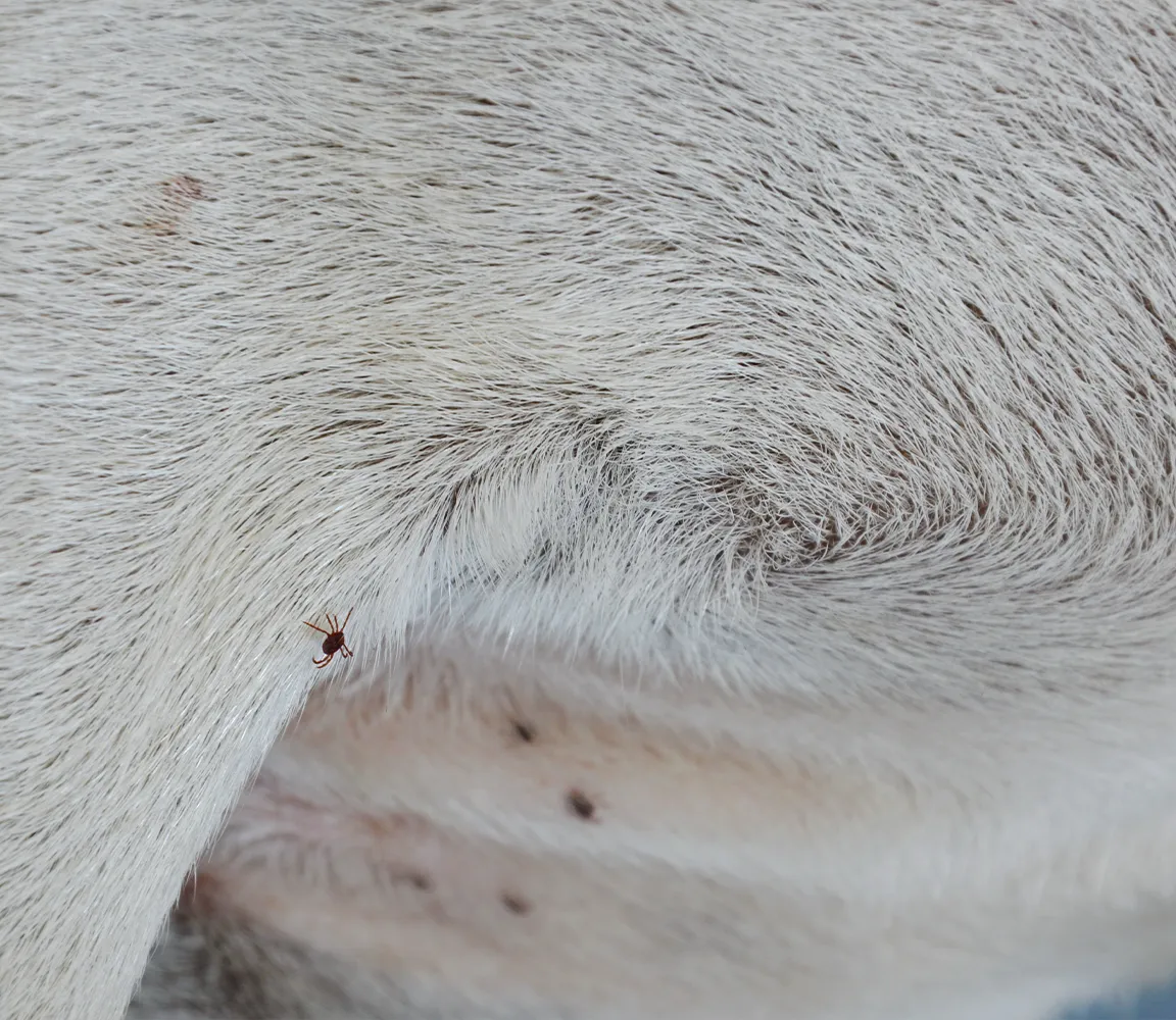 Zdjęcie Robaki u szczeniaka objawy – jak rozpoznać i co zrobić, by pomóc