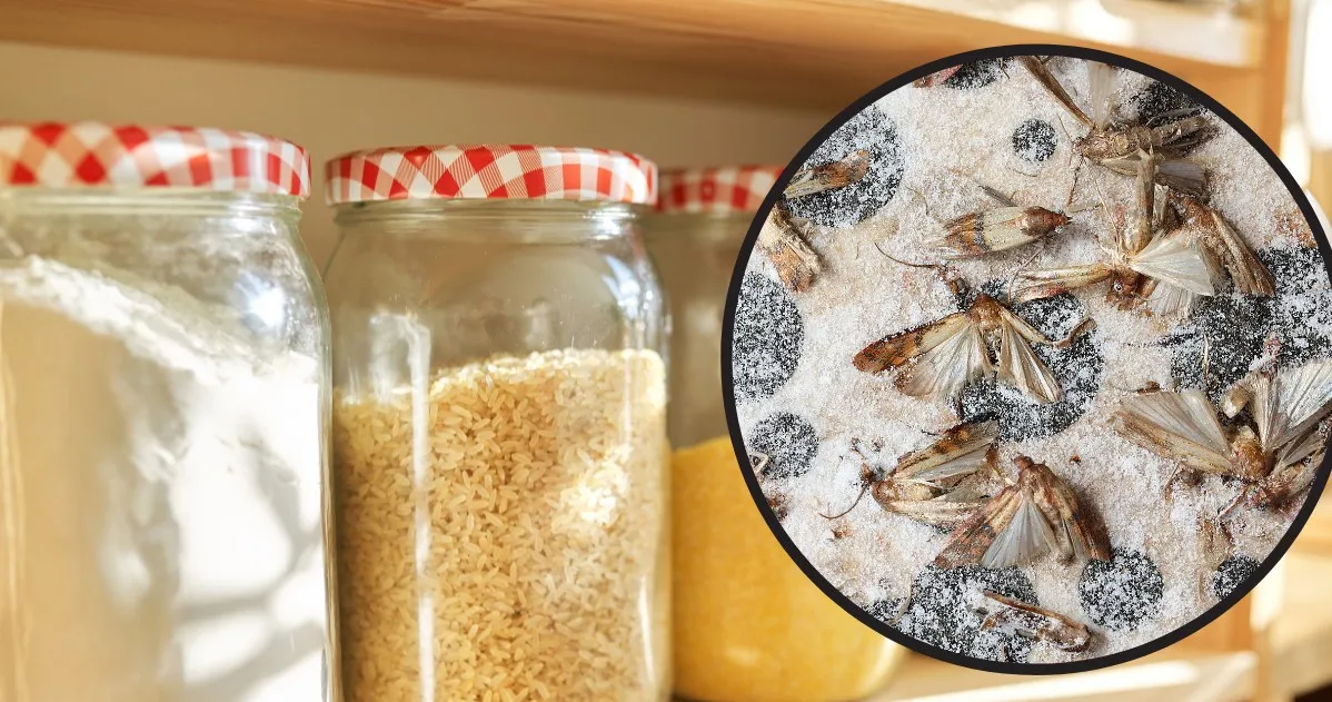 Zdjęcie Jak się rozmnażają mole i jak uniknąć ich inwazji w kuchni