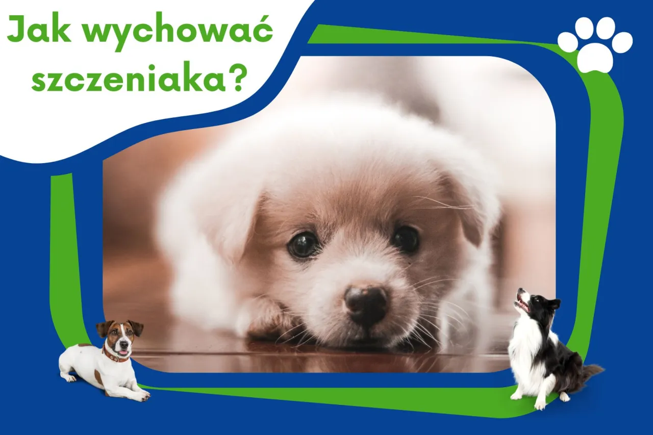 Zdjęcie Co jest potrzebne dla szczeniaka? Kluczowe akcesoria i porady dla właścicieli