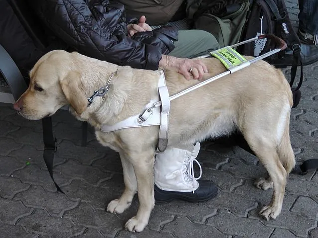 Zdjęcie Jak otrzymać psa opiekuna osoby niepełnosprawnej: kompletny poradnik