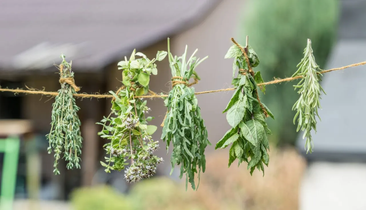 Zdjęcie Kiedy suszyć oregano, aby zachować jego smak i aromat na dłużej